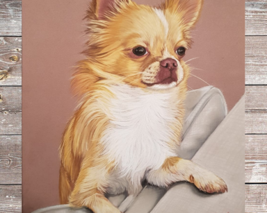 Chihuahua “Binky 2”